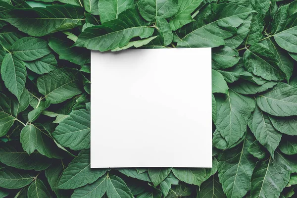 Tarjeta vacía con hojas verdes — Foto de Stock
