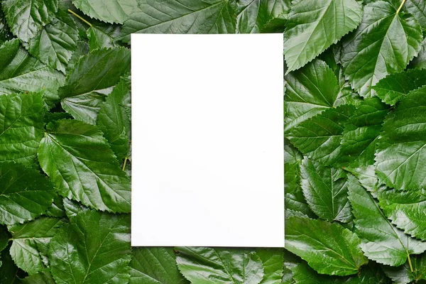 Tarjeta vacía con hojas verdes — Foto de Stock