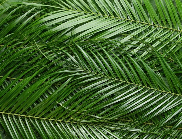 Grön palm blad som bakgrund — Stockfoto