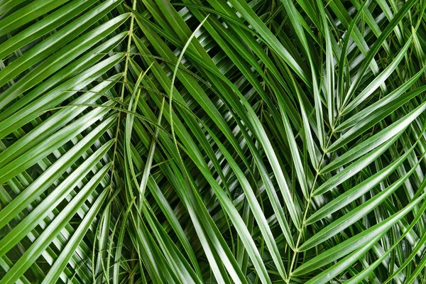 Grön palm blad som bakgrund — Stockfoto