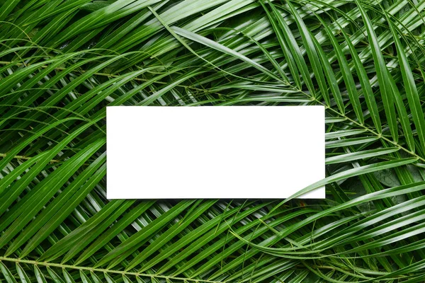 Lege kaart met groene palmbladeren — Stockfoto