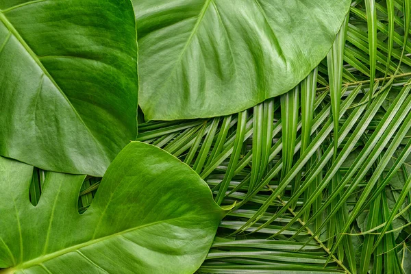 Green tropical leaves as background — Stock Photo, Image