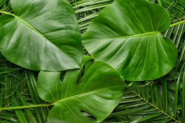 Green tropical leaves as background — Stock Photo, Image