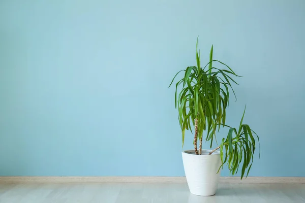 Pot with houseplant near color wall — Stock Photo, Image