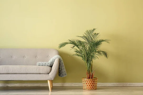 Stylish sofa with houseplant in pot near color wall in room — Stock Photo, Image