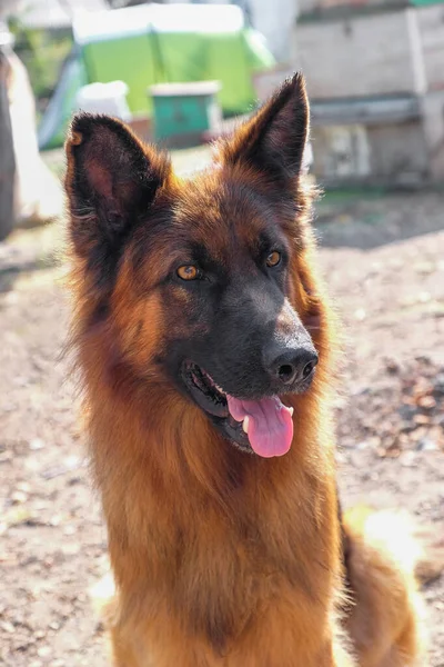 Lindo perro pastor alemán al aire libre — Foto de Stock