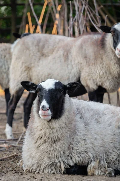 Милі смішні вівці на фермі — стокове фото