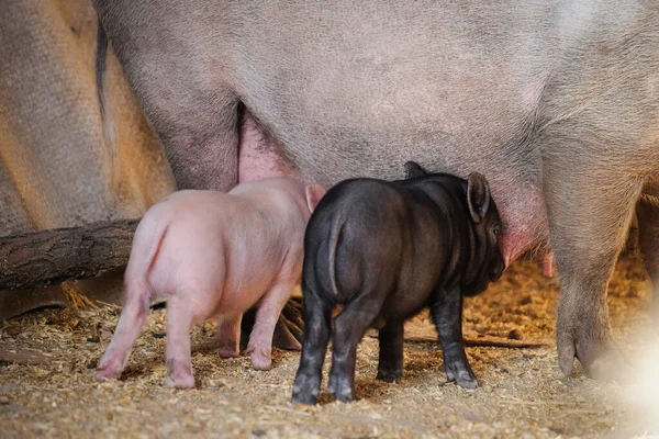 Suini che nutrono piccoli suinetti in azienda — Foto Stock