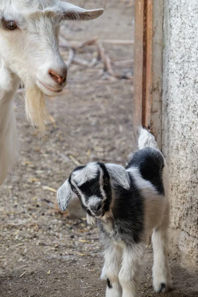 Linda cabra divertida con niño en la granja — Foto de Stock
