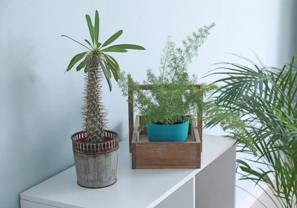 Hermosas plantas de interior en la mesa en la habitación — Foto de Stock