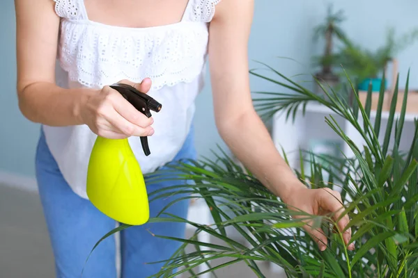 Wanita muda penyemprotan air pada tanaman rumah di rumah, closeup — Stok Foto