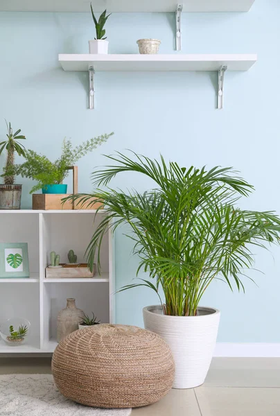 Stylish interior of room with beautiful houseplants — Stock Photo, Image