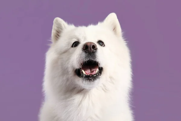 Söt Samoyed hund på färg bakgrund — Stockfoto
