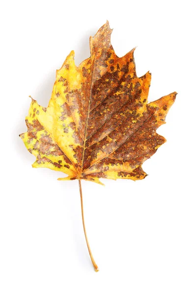 Hermosa hoja de otoño sobre fondo blanco — Foto de Stock