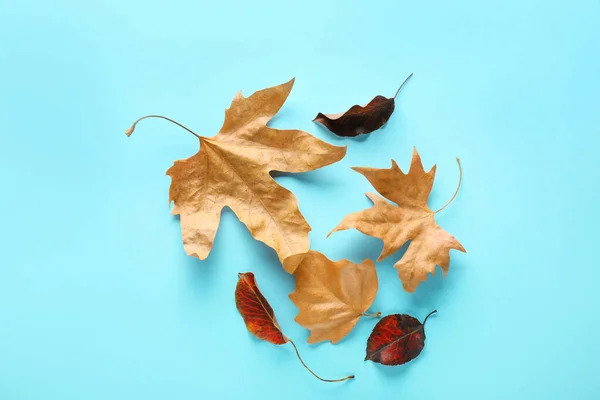 Прекрасне осіннє листя на кольоровому фоні — стокове фото