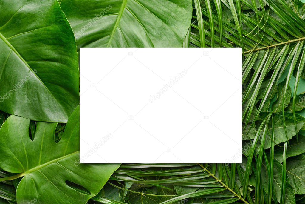 Empty card with green tropical leaves