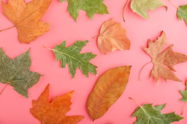 Renkli arkaplanda güzel sonbahar yaprakları