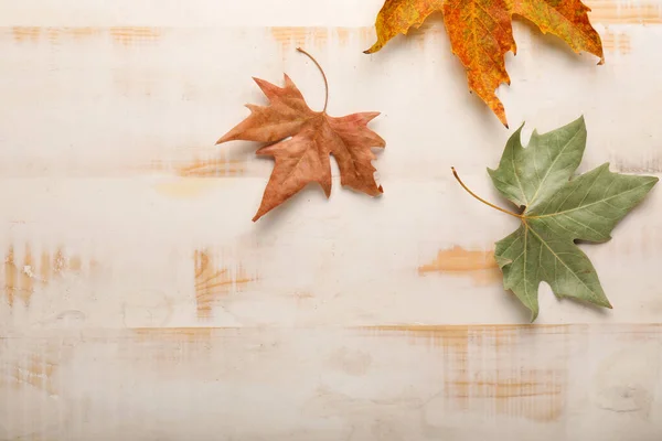 Το φθινόπωρο τα φύλλα σε άσπρο φόντο ξύλινη — Φωτογραφία Αρχείου