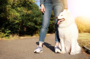 Şirin Samoyed köpeği ve açık hava sahibi.