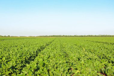 Güneşli bir günde pancar tarlası manzarası