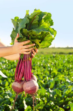 Tarlada pancar kökü toplayan kadın çiftçi.