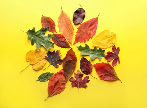 Hermosas hojas de otoño sobre fondo de color — Foto de Stock
