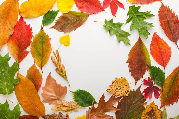 Frame made of beautiful autumn leaves on white background — Stock Photo, Image