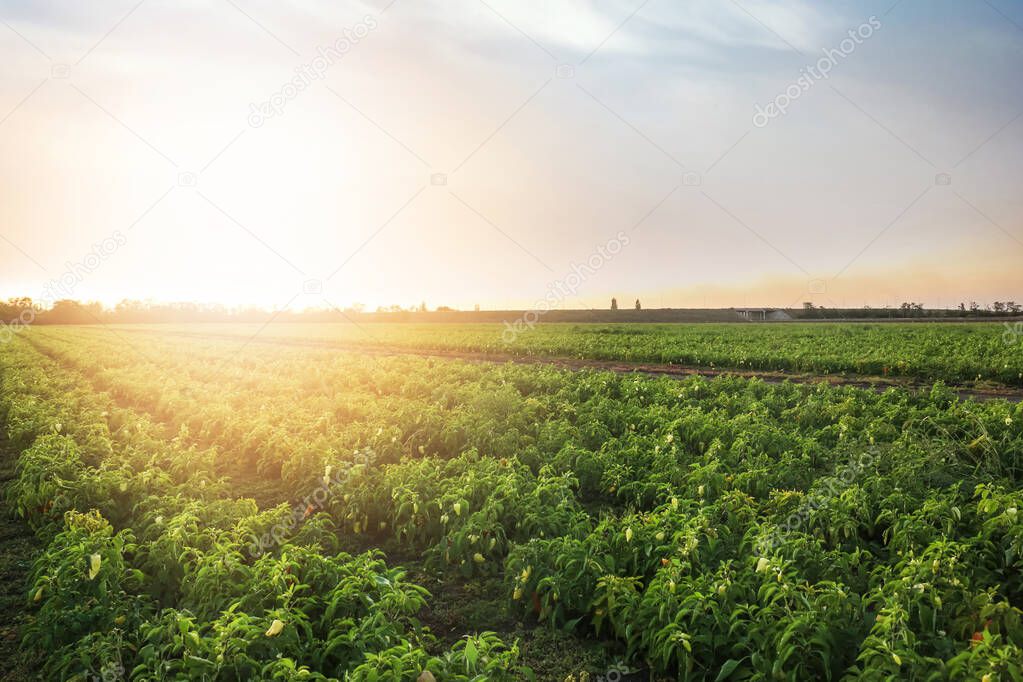 View of bell pepper field on sunny day