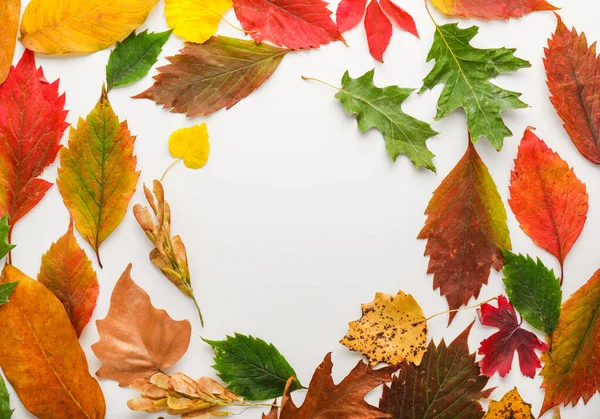 Marco hecho de hermosas hojas de otoño sobre fondo blanco — Foto de Stock