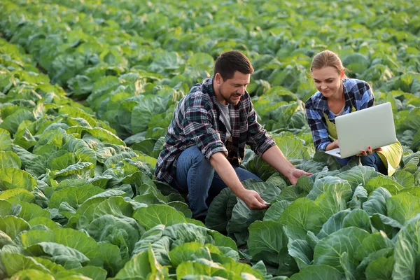 Ingenieros agrícolas trabajando en el campo — Foto de Stock