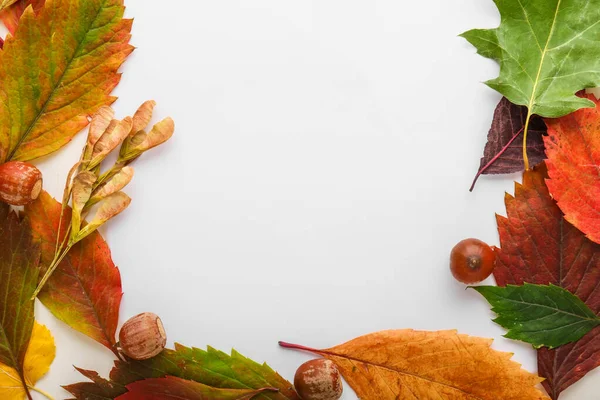 Marco hecho de hermosas hojas de otoño sobre fondo blanco —  Fotos de Stock