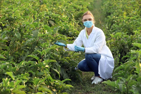 Female agricultural engineer working in field — ストック写真