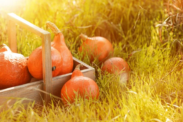 Cesta con calabazas frescas en la hierba al aire libre — Foto de Stock