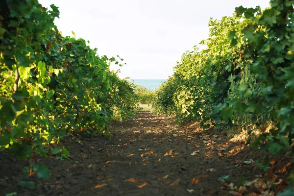 Vista de las hileras de viñedos con uvas frescas en un día soleado —  Fotos de Stock
