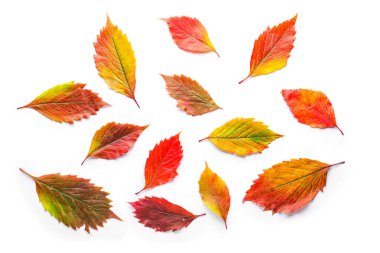Beyaz arkaplanda güzel sonbahar yaprakları