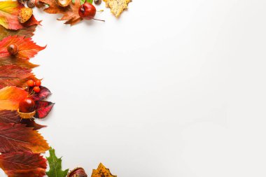 Beyaz arkaplanda güzel sonbahar yaprakları