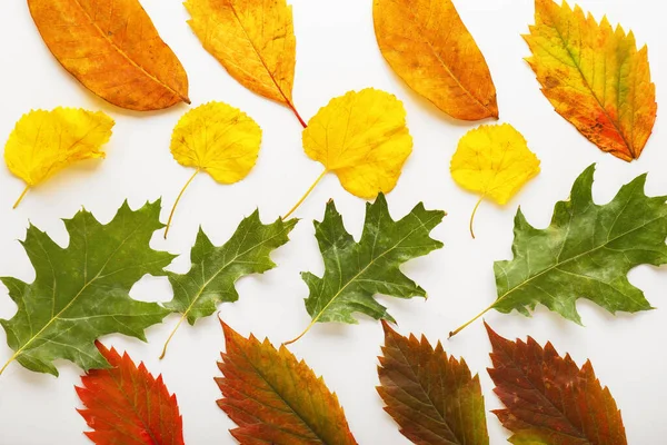 Lindas folhas de outono no fundo de luz — Fotografia de Stock