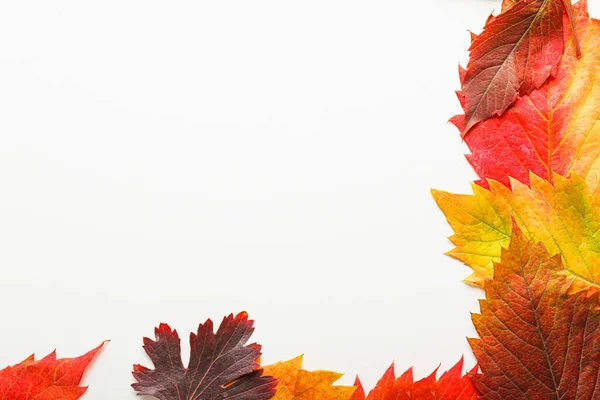 Hermosas hojas de otoño sobre fondo blanco — Foto de Stock