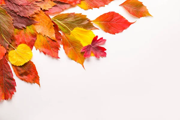 Hermosas hojas de otoño sobre fondo blanco — Foto de Stock