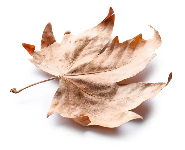 Hoja seca de otoño sobre fondo blanco — Foto de Stock