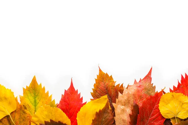Lindas folhas de outono no fundo branco — Fotografia de Stock