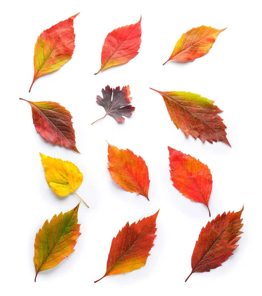 Hermosas hojas de otoño sobre fondo blanco — Foto de Stock