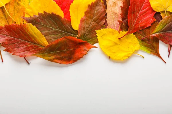 Belle foglie autunnali su sfondo bianco — Foto Stock