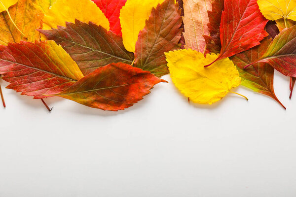 Beautiful autumn leaves on white background