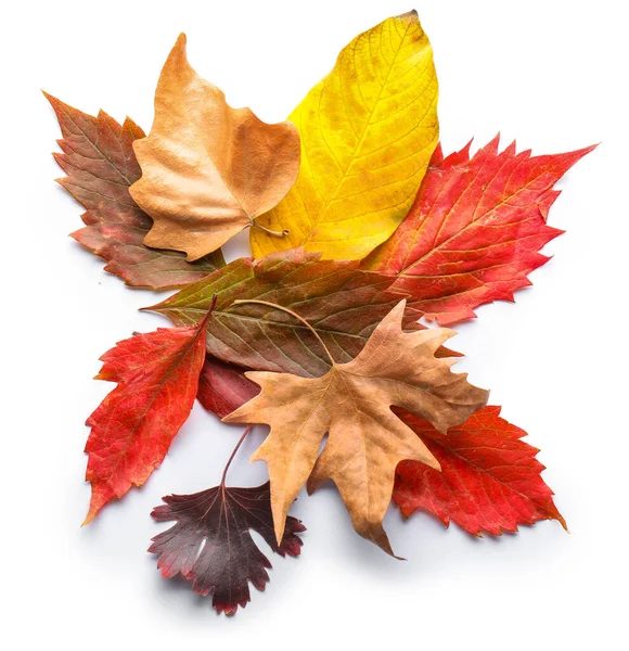 Hermosas hojas de otoño sobre fondo blanco — Foto de Stock