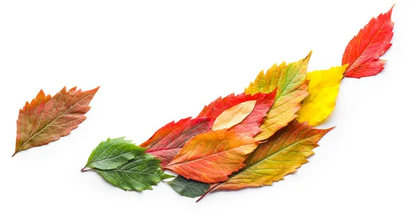 Schöne Herbstblätter auf weißem Hintergrund — Stockfoto