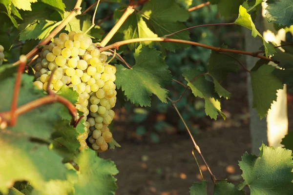 Rijpe sappige druiven groeien in de wijngaard — Stockfoto