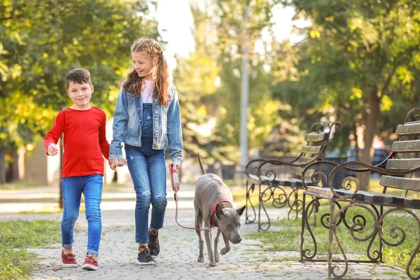 公園を歩くかわいい犬の子供たち — ストック写真
