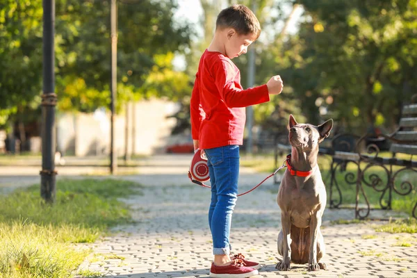 小さな男の子トレーニングかわいい犬で公園 — ストック写真