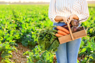 Alanda toplanan sebzeli kadın çiftçi